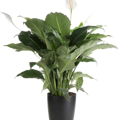 Common House Plants | HGTV