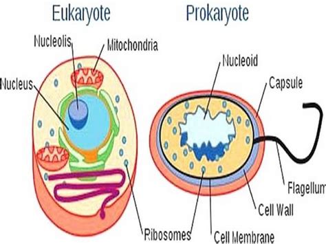 Prokaryotic and eukaryotic cells are the only kinds of cells that exist on earth. Differences between Prokaryotic Cell and Eukaryotic Cell