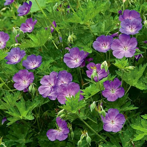 Learn what will grow and thrive under for many years the quintessential american shade ground cover was ivy (hedera helix and cvs.). Geranium Rozanne | White Flower Farm