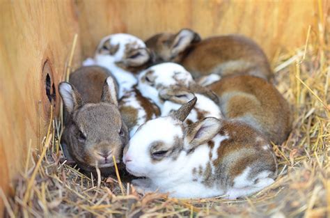 What Are Baby Rabbits Called The Adorable Answer Pet Keen