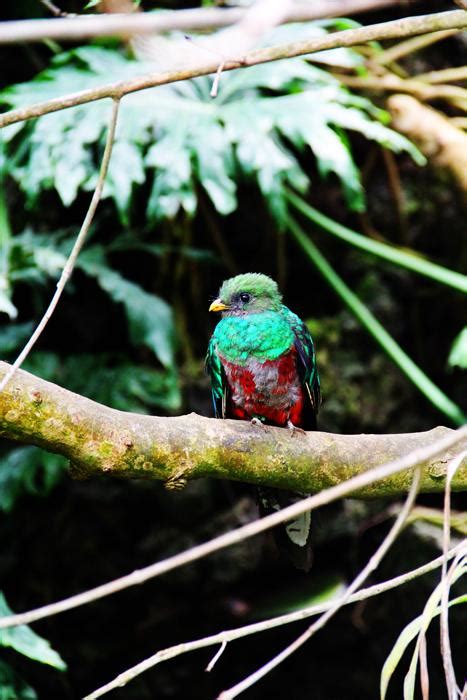 Baby Quetzal Shutterbug