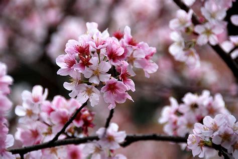 Árbol De Sakura Cerezo Japonés