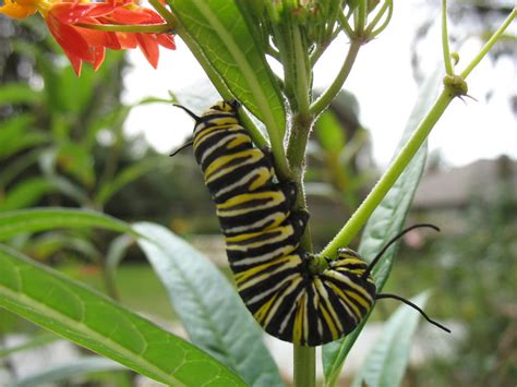 Monarch Butterfly Larva A Monarch Butterfly Larva Out Of Flickr