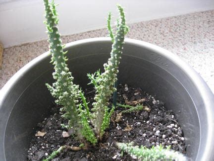 How to take care of a cactus plant→. Please Help! What type of Cactus is this and how do I take ...
