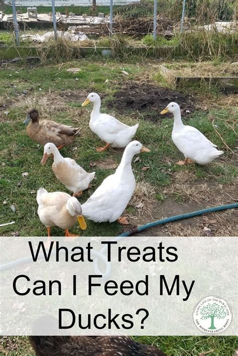 What Should You Feed Your Ducks The Homesteading Hippy Duck Farming