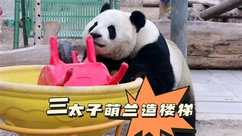 The Giant Panda Menglan Learned To Make Stairs To Escape Prison Its