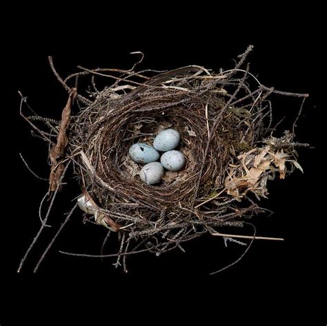 Bird Nests By Sharon Beals Freeyork