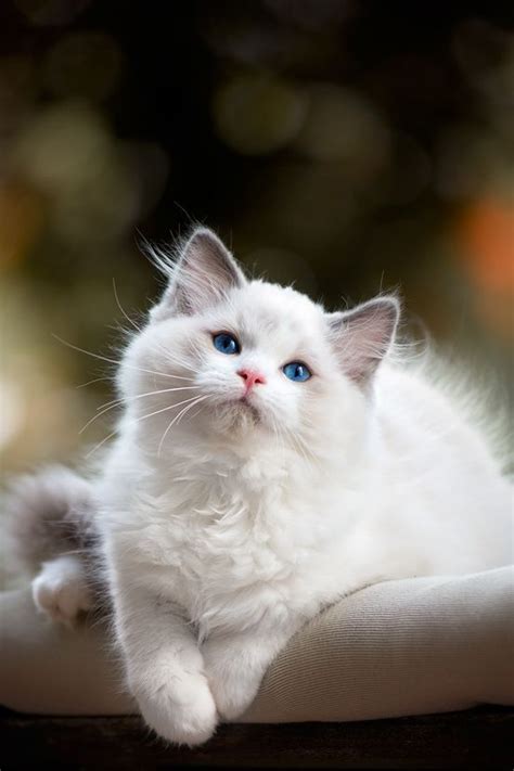 Only 1 In 15 Real Cat Lovers Can Recognize All Of These Cat Breeds
