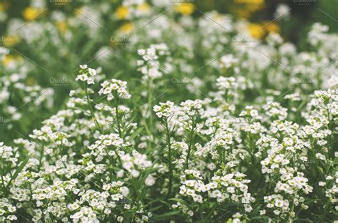 Tiny White Flowers By Lilly Lane Market On Creativemarket Stock