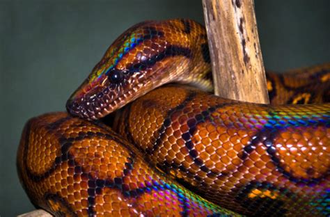 Top 10 Most Colorful Snakes Paradoxoff