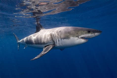 The life expectancy of a giant shark is estimated at about 50 years. Great white sharks live almost as long as people | Earth ...