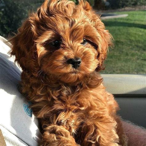 Cavapoo and mini cavapoo breed. #cavapoo #cavapoopuppies #cutepuppies #dogs #Puppies: # ...