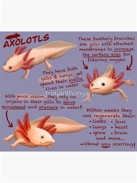 Axolotls Fun Facts Poster For Sale By Troyanthonyart Redbubble