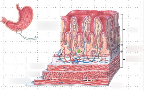 Layers Of The Gastric Wall Diagram Quizlet