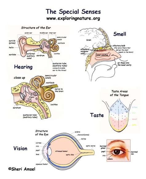 Special Senses Chap 15 Anatomy And Physiology Sensory System