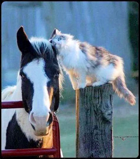 Horse And Cat Best Friends Pictures Photos And Images For Facebook