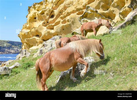 Basque Mountain Horse Hi Res Stock Photography And Images Alamy