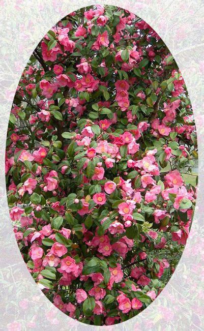 camellia hybride koto no kaori lac