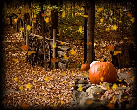 Pumpkin And Fall Flower Wallpaper Wallpapersafari