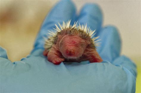 Newborn Hedgehog In Care Of Wildlife Rescue Centre