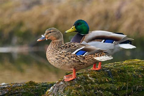 Do Mallard Ducks Mate For Life Everything You Need To Know Optics Mag