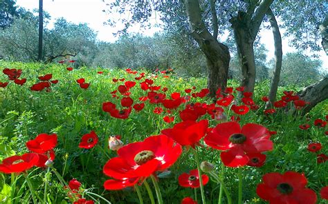 Beautiful Natural Meadow With Red Poppies Willow Green Grass Hd