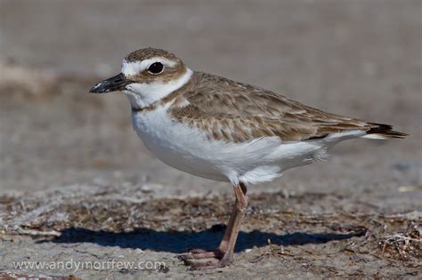 Brown And White Bird On Brown Ground Plover Hd Wallpaper Wallpaper Flare