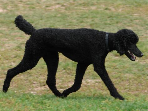 I Want To Own A Giant Standard Poodle Ign Boards
