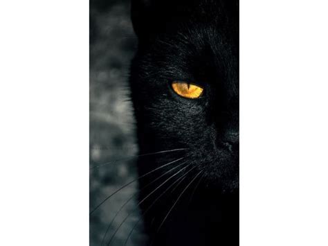 Merveilleux Chats Noirs D Couvrez Photos Magnifiques Chiots