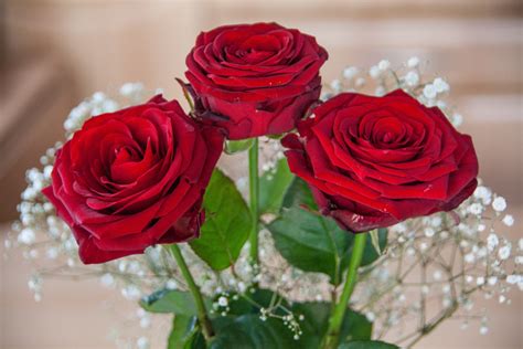 Kostenlose Foto Blume Blütenblatt Strauß Geschenk Rot Rosa