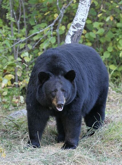 American Black Bear Wikiwand
