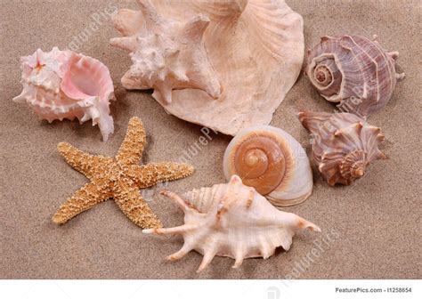 Aquatic Wildlife Seashells Stock Photo I1258654 At