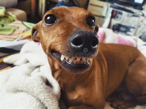 Smiling Dog With Teeth Funny Dog Face Stock Photo Image Of Smiling