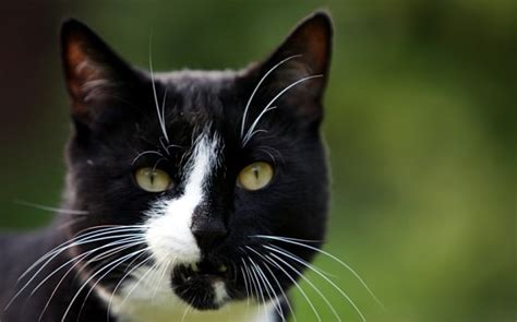 How Black And White Cats Get Their Patchy Fur And Why It