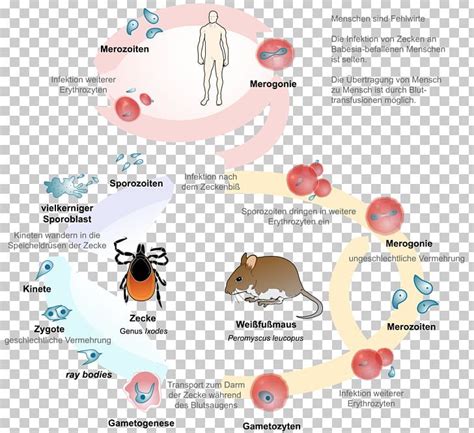 Babesiosis Lyme Disease Babesia Parasitism Coinfection Png Clipart