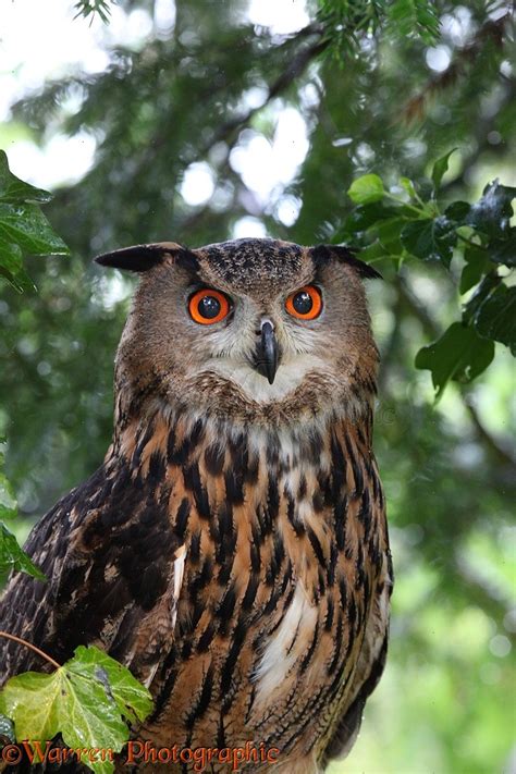 European Eagle Owl Photo Wp24666
