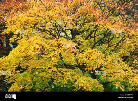 Landscape Of Woodland Autumn Trees At Chatsworth House Country Park In