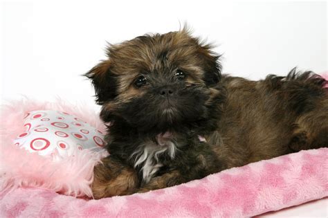 How Much Do The Beautiful And Cute Shih Tzu Puppies Cost