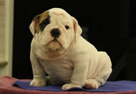 Simply saying i want a bulldog could mean that i want any of those breeds.and i don't. English Bulldog Puppies for Adop... Picture