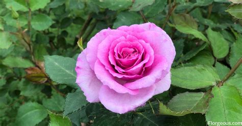 Pink Roses Varieties Meanings And Pictures Florgeous