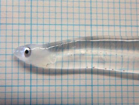 Ever Wondered What A Baby Eel Looked Like Theyre Made Out Of Glass