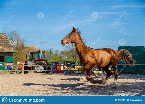 Horse Farm Beautiful Horses On The Farm Selective Focus Stock Image