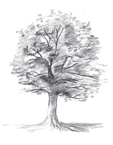 Рисунок дерево карандашом поэтапно для начинающих Как нарисовать