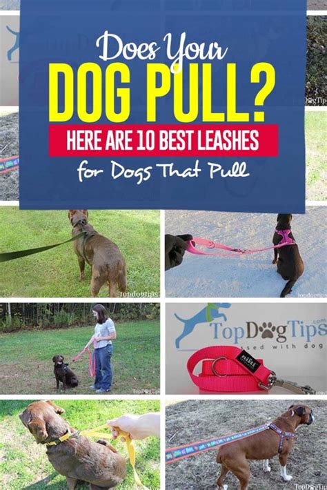 Top 10 Best Leashes For Dogs That Pull Updated 2023