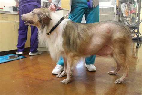 Any breed of dog can hair and coat changes can include hair loss, dry brittle coat, and skin infections. This dog has uncontrolled hypothyroidism. | Mariposa ...