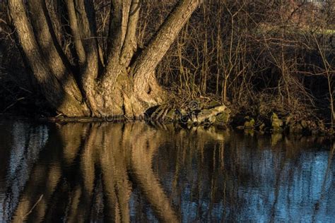 Reflection From A Tree In A Brook In The Sun Stock Photo Image Of