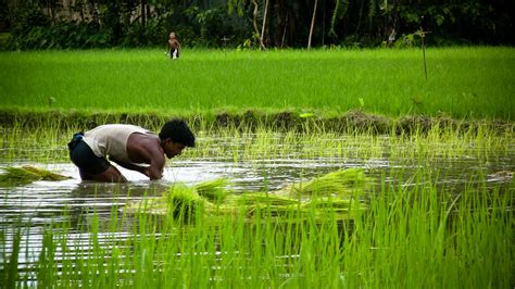 The task of producing the additional rice to meet the expected demands of the year 2025 poses a major challenge. Bangladesh: Climate Change Limits Food Production ...