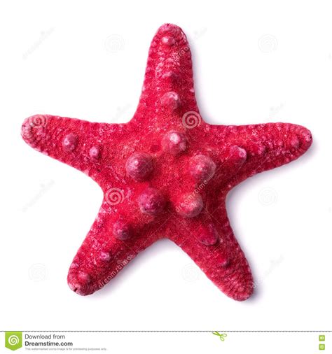 Starfish Isolated On A White Background Stock Photo Image Of Starfish
