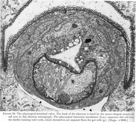 Eukaryotic Animal Cell Under Microscope Micropedia