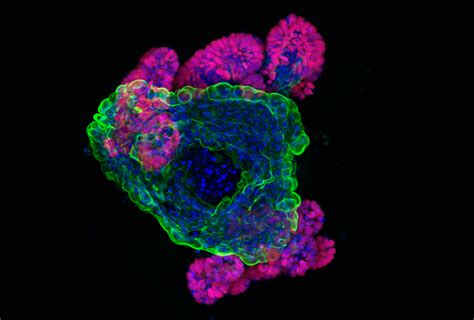 Picture Show Organoids Cell Press